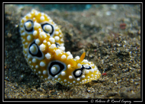 Relaxed Phyllidia ocellata by Raoul Caprez 